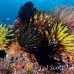crinoid_ni_h_0705_png1659.jpg